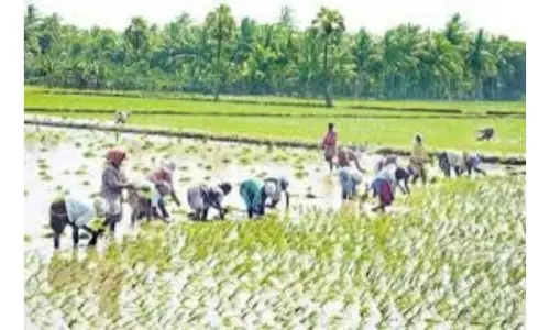 Rains boosted cultivation: పుడమి తల్లికి పచ్చతోరణం.. వర్షాలు పెరగడంతో పెరిగిన సాగు