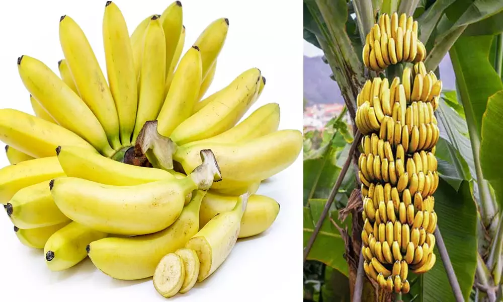 Health Benefits with Banana: రోజుకు ఒక్క అరటిపండు తినడంతో కలిగే ప్రయోజనాలు...