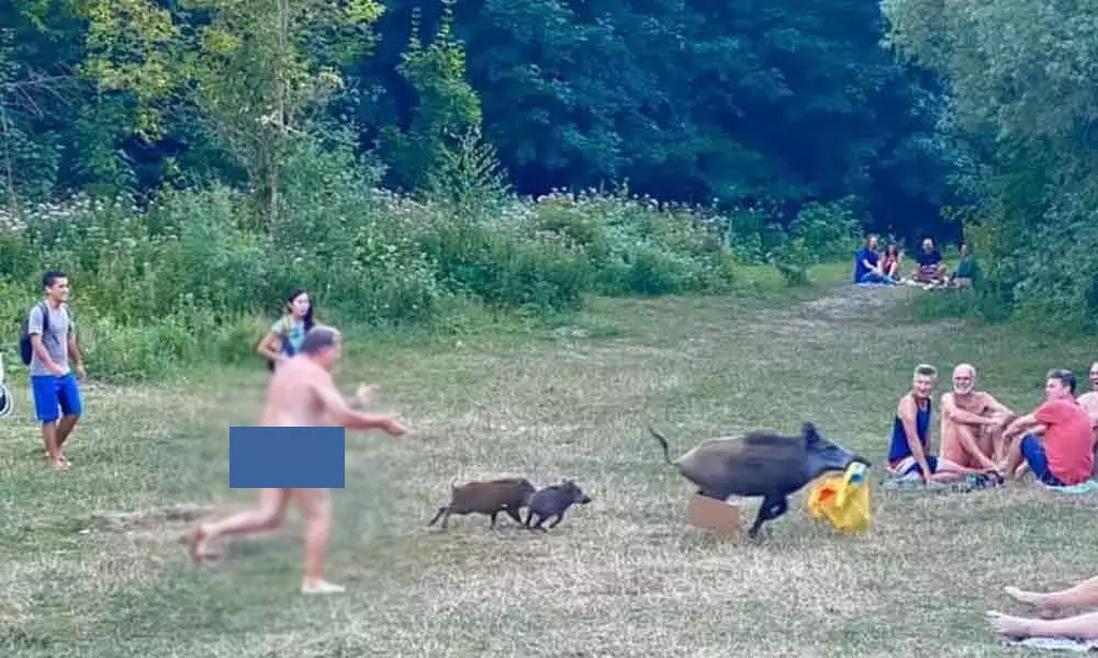 Naked man runs after boar: అడవి పంది వెనుక నగ్నంగా పరుగులు..ఎందుకో తెలిస్తే నవ్వాపుకోలేరు!