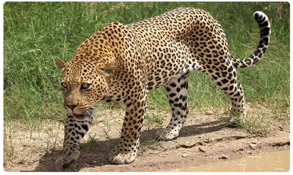 Leopard wandering in Warangal : వరంగల్‌లో చిరుత..వేటకు వెళ్లొద్దని హెచ్చరికలు జారీ