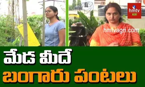 మేడ మీదే బంగారు పంటలు మేడ మీదే బంగారు పంటలు