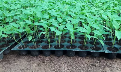 కుళ్ళిన మిర్చి నారు.. రైతన్నలను ఘాటుగా దోచుకుంటున్న నర్సరీ యాజమాన్యాలు !