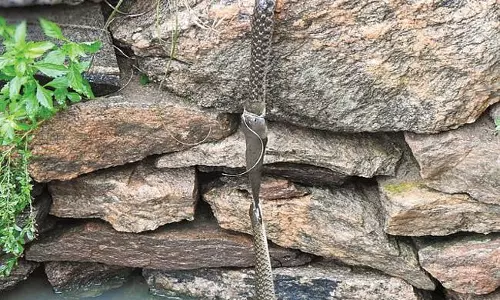 పాముల పంతం.. చేపకు పునర్జన్మ.. పాముల పంతం.. చేపకు పునర్జన్మ..