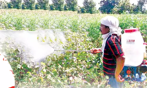 నకిలీ రసాయన మందులతో నష్టపోతున్న పత్తి రైతులు