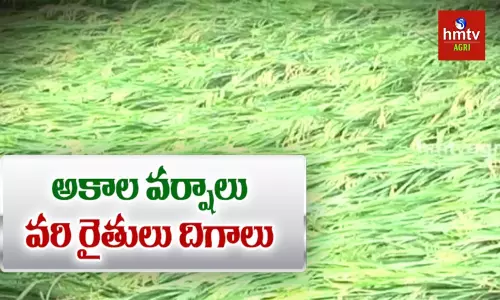 ఎడతెరిపి లేని వానలతో ఆందోళనలో రైతులు