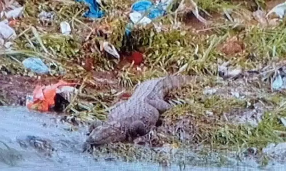 Crocodile Spotted In Musi River : మూసీ నదిలో కనిపించిన మొసలి