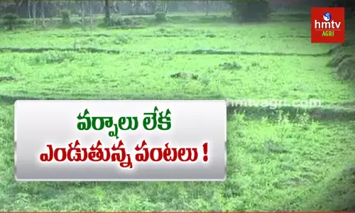 విజయనగరం జిల్లాలో అన్నదాతపై వరుణుడి కన్నెర్ర