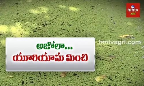 యూరియా లేకుండా మొక్కలకి నత్రజని