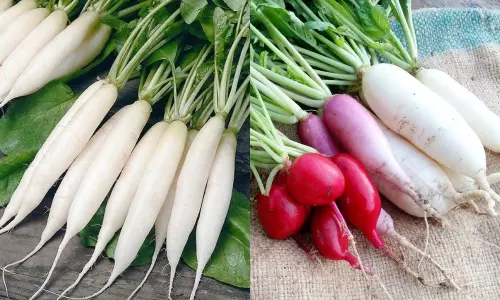 Health Benefits of Radish: ముల్లంగితో ఆరోగ్య ప్రయోజనాలు...