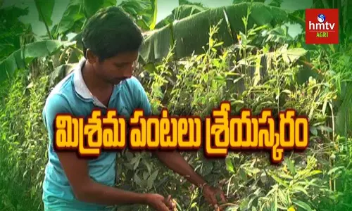 అంతర, మిశ్రమ విధానంలో కూరగాయల సాగు అంతర, మిశ్రమ విధానంలో కూరగాయల సాగు