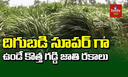 దిగుబడి సూపర్గా ఉండే కొత్త గడ్డి జాతి రకాలు