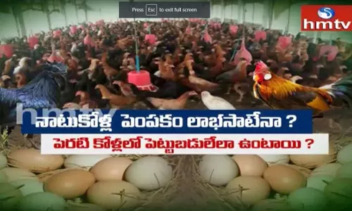 Nela thalli: నాటుకోళ్ల పెంప‌కం లాభ‌సాటేనా ?