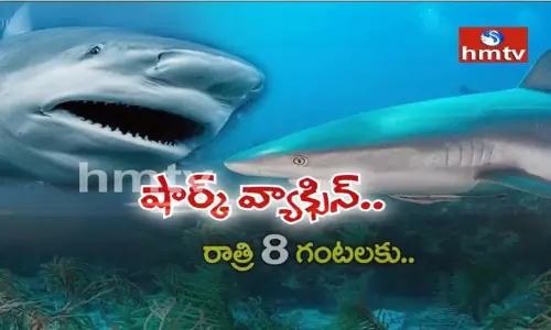 సొరచేపల నుంచి కరోనా వ్యాక్సిన్