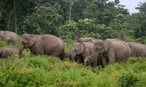 విజయనగరం జిల్లాలో ఏనుగుల గుంపు బీభత్సం
