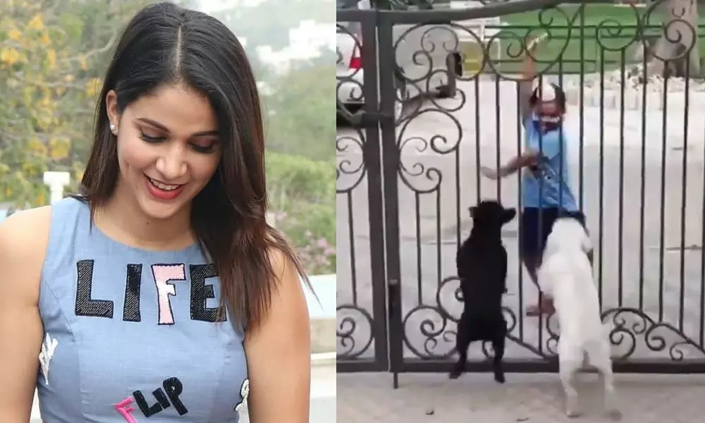 బుడ్డోడి డ్యాన్స్..లావణ్య ట్వీట్.. నెటిజన్లు ఫ్లాట్! | Heroine Lavanya  Tripathi shared a funny video of a child dancing with dogs in twitter  became viral