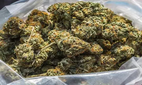 వరంగల్ నగరాన్ని గంజాయి నిషా కమ్మేస్తోంది.. యువత టార్గెట్గా సాగుతోన్న.. వరంగల్ నగరాన్ని గంజాయి నిషా కమ్మేస్తోంది.. యువత టార్గెట్గా సాగుతోన్న..