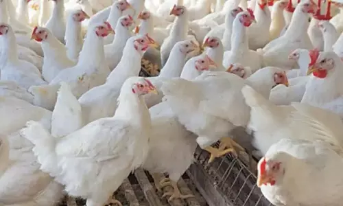 ఇక చికెన్ తినాలంటే పర్సు చూసుకోవాల్సిందే మరి! ఇక చికెన్ తినాలంటే పర్సు చూసుకోవాల్సిందే మరి!