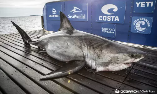 అతి పెద్ద సొరచేప.. దీని పొడవు ఎంతో తెలుసా?