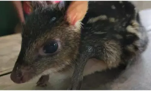 ఖమ్మం జిల్లాలో కనిపించిన అరుదైన జంతువు