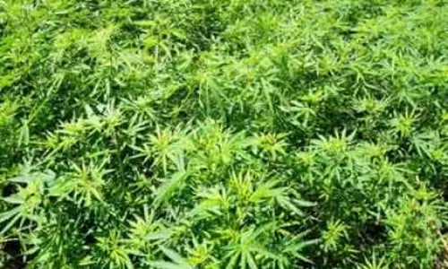 గంజాయి ఉత్పత్తి కేంద్రంగా ఉమ్మడి ఆదిలాబాద్ జిల్లా.. అమాయక రైతులను టార్గెట్ చేసిన.. గంజాయి ఉత్పత్తి కేంద్రంగా ఉమ్మడి ఆదిలాబాద్ జిల్లా.. అమాయక రైతులను టార్గెట్ చేసిన..