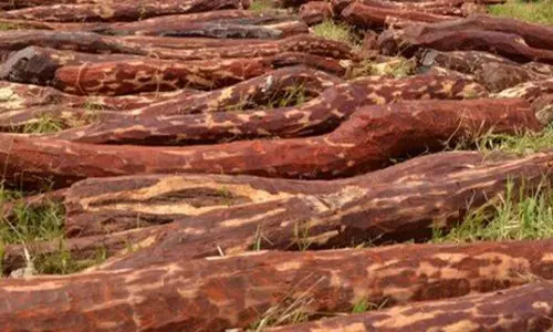 శేషాచలం అడవుల్లో మళ్లీ మొదలైన గొడ్డలి వేటు! శేషాచలం అడవుల్లో మళ్లీ మొదలైన గొడ్డలి వేటు!