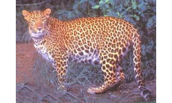 Telangana Latest news: చిక్కిన చిరుత.. Telangana Latest news: చిక్కిన చిరుత..