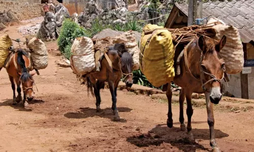 రైతులకు గాడిదల సాయం
