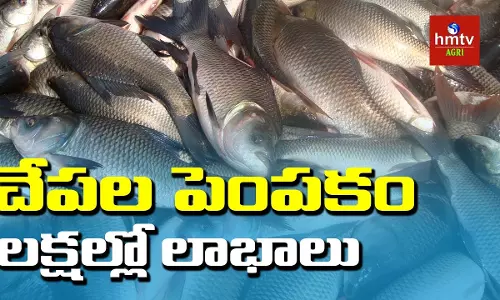 వ్యవసాయం నుండి చేపల పెంపకం వైపు