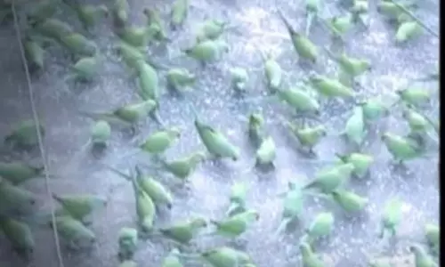 పదిహేనేళ్లుగా ఓ ఇంటికి వచ్చీపోతున్న పక్షులు