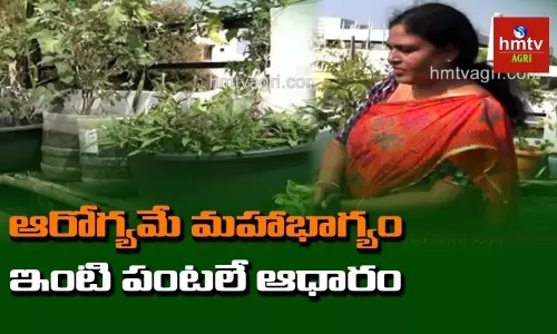 ఆరోగ్యకరమైన ఆహారం కోసం మిద్దె తోటల వైపు ఆరోగ్యకరమైన ఆహారం కోసం మిద్దె తోటల వైపు