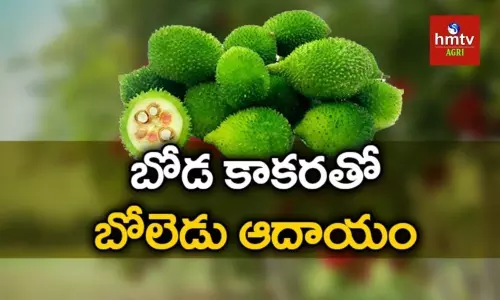 బోడ కాకర సాగుతో బోలెడు ఆదాయం బోడ కాకర సాగుతో బోలెడు ఆదాయం