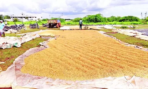 మొక్కజొన్న రైతులకు తీరని కష్టాలు