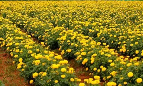 బంతి పూల సాగు..ఈసారి రైతన్నకు దిగులు!