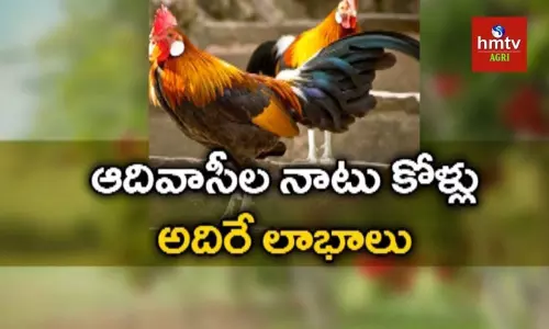 గిరిజన మహిళల ఆదర్శం.. ఇక్రిసాట్ తోడ్పాటుతో దేశీ నాటుకోళ్ల పెంపకం గిరిజన మహిళల ఆదర్శం.. ఇక్రిసాట్ తోడ్పాటుతో దేశీ నాటుకోళ్ల పెంపకం