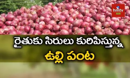 ఉల్లి సాగులో రాణిస్తున్న అదిలాబాద్ రైతు