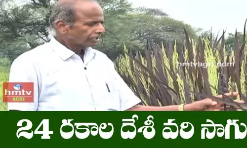 దేశీ వరి సాగులో రైతు శాస్త్రవేత్త దేశీ వరి సాగులో రైతు శాస్త్రవేత్త