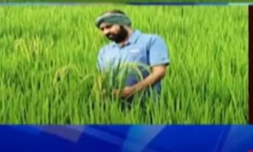 ఏపీ సీడ్స్ వరి వంగడాల్లో బెరుకు విత్తనాలు.. స్వయంగా గుర్తించిన ఎమ్మెల్యే ఆళ్ల రామకృష్ణారెడ్డి