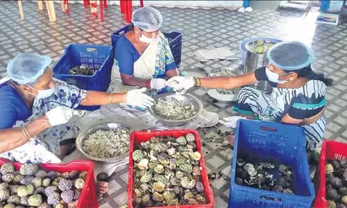 మహిళలకు ఉపాధి కల్పిస్తున్న సీతాఫలాల ప్రాసెసింగ్