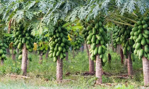 బొప్పాయి పాల తోటలు బొప్పాయి పాల తోటలు