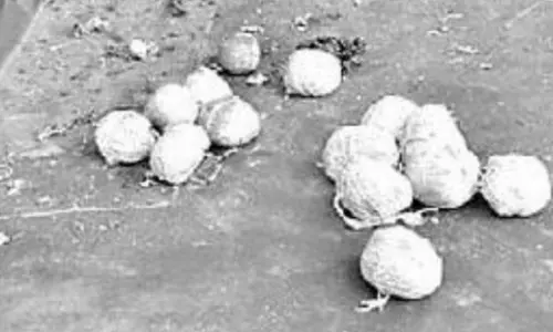 కామారెడ్డి జిల్లాలో నాటు బాంబు కలకలం