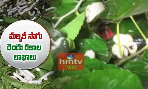 తక్కువ పెట్టుబడి తో ఎక్కువ లాభాలు