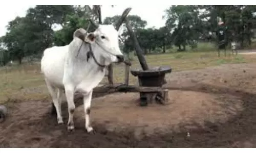 Ganuga Oil Preparation: నేరెడ్ మెట్‌లో గానుగ నూనె తయారీ!