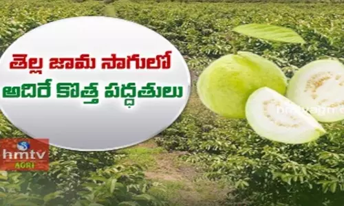 వ్యవసాయంలో కొత్త పద్ధతులను అవలంభిస్తున్న రైతు వ్యవసాయంలో కొత్త పద్ధతులను అవలంభిస్తున్న రైతు