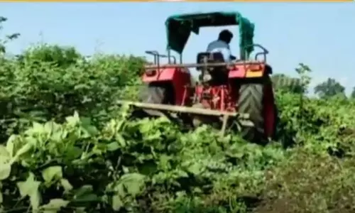 పంటను ట్రాక్టర్ తో తొక్కిస్తున్న రైతులు