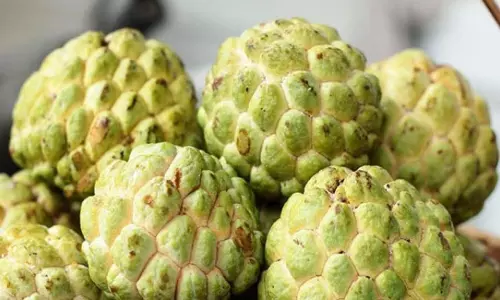 ఉమ్మడి పాలమూరు జిల్లాల్లో సమృద్ధిగా లభిస్తున్న సీతాఫల్ ఉమ్మడి పాలమూరు జిల్లాల్లో సమృద్ధిగా లభిస్తున్న సీతాఫల్