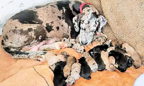 ఒకే ఈతలో 18 పిల్లలకు జన్మనిచ్చిన శునకం