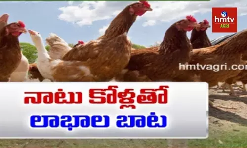 సాగుతో పాటు నాటు కోళ్ల పెంపకం