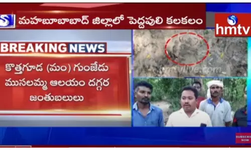 మహబూబాబాద్ లో పెద్దపులి-వీడియో