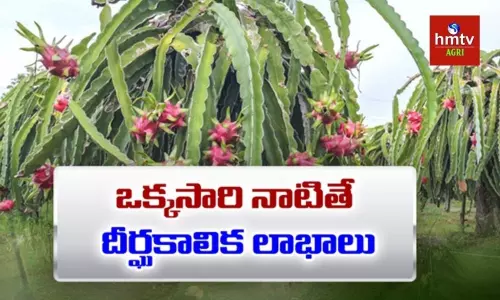 ఉద్యోగం వదిలి డ్రాగన్ ఫ్రూట్ పెంపకం ఉద్యోగం వదిలి డ్రాగన్ ఫ్రూట్ పెంపకం