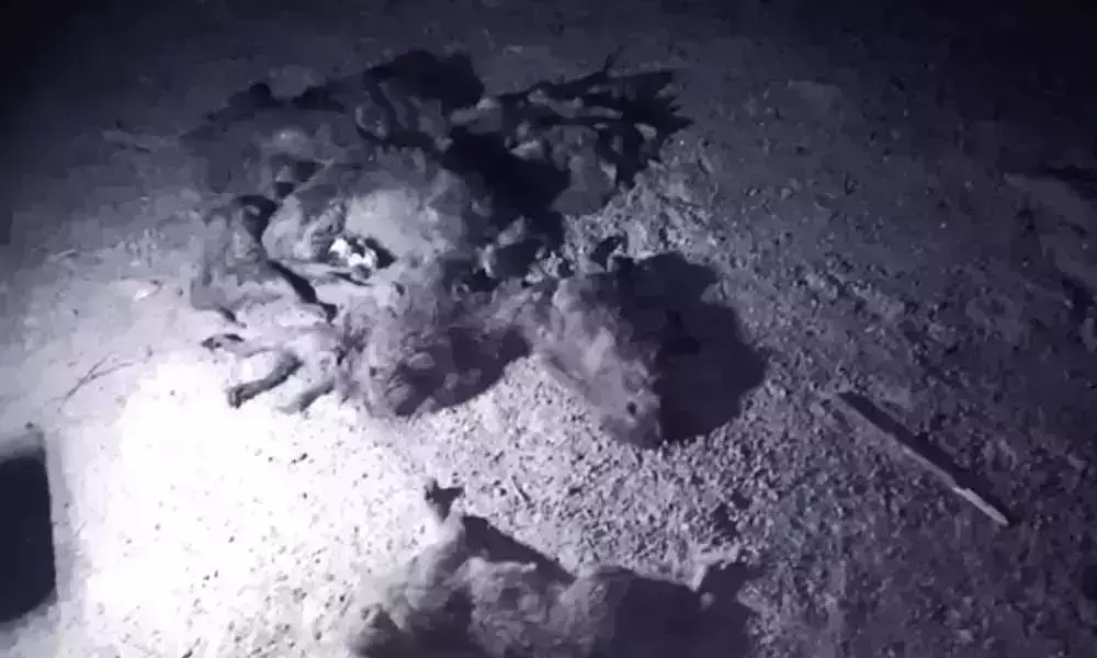 దారుణం: 60కి పైగా కోతులను చంపిన గుర్తుతెలియని వ్యక్తులు